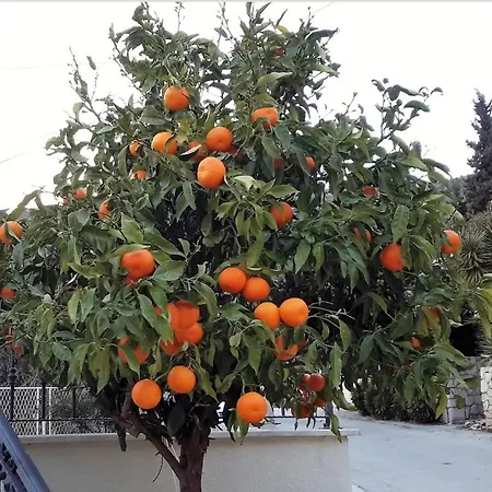 Ljuta Naranca زاتون